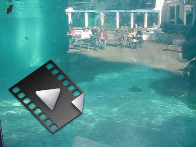 1513.mp4